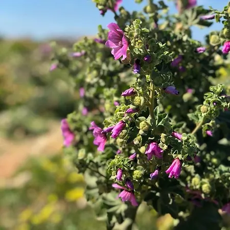 Tal-bambinu Xagħra