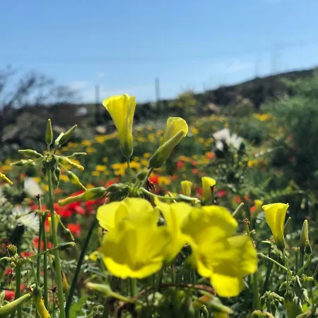 بيت ضيافة Tal-bambinu *