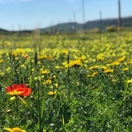 Tal-bambinu * Xagħra